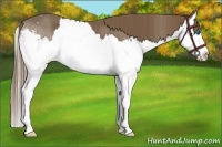 Horse Color:Liver Chestnut Sabino Splash 