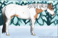 Horse Color:Buckskin Tobiano Frame 