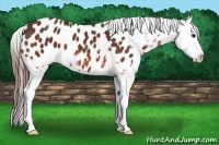 Horse Color:Bay Sabino Near Leopard 