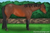 Horse Color:Bay Roan 