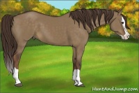 Horse Color:Liver Red Dun Splash
