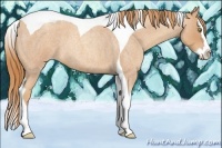 Horse Color:Gold Champagne Roan Splash Tobiano