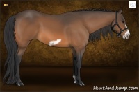Horse Color:Buckskin Frame 