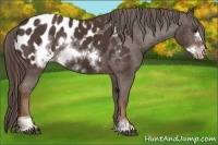 Horse Color:Liver Chestnut Sabino Frame Appaloosa Rabicano