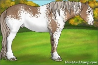 Horse Color:White Spotted Chocolate Palomino