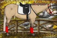 Horse Color:Silver Bay Dun