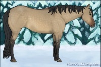 Horse Color:Bay Dun