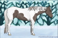 Horse Color:Silver Black Tobiano 