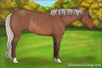 Horse Color:Silver Bay Roan Rabicano 