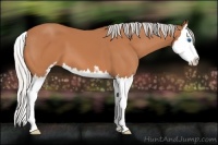 Horse Color:Silver Bay Sabino Splash