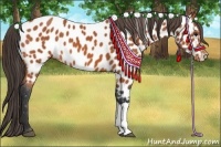 Horse Color:Bay Appaloosa 