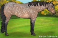 Horse Color:Buckskin Ice Roan