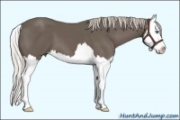 Horse Color:Silver Black Sabino Splash