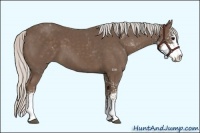 Horse Color:Silver Black Sabino 