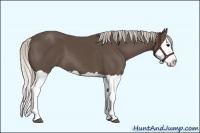 Horse Color:Silver Black Splash