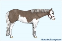 Horse Color:Silver Black Splash
