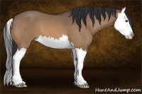 Horse Color:Bay Dun Splash 