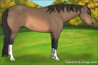 Horse Color:Buckskin 