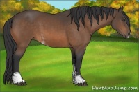 Horse Color:Buckskin Sabino
