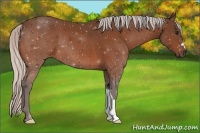 Horse Color:Silver Bay 