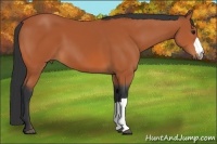Horse Color:Bay 
