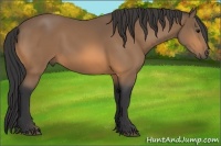 Horse Color:Buckskin 