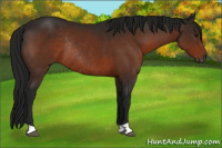 Horse Color:Gray Bay Rabicano 