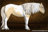 Horse Color:Palomino Tobiano 