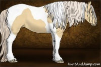 Horse Color:Palomino Tobiano 