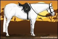 Horse Color:Palomino Appaloosa