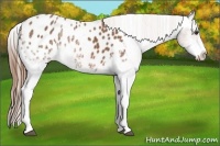 Horse Color:White Spotted Chestnut Blanket