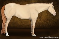 Horse Color:Gold Champagne Dun Sabino Rabicano