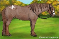 Horse Color:Chestnut Appaloosa 