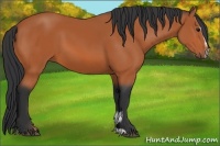 Horse Color:Bay Sabino 