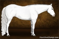 Horse Color:Chocolate Palomino Varnish Rabicano 