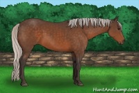 Horse Color:Silver Bay