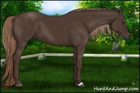 Horse Color:Liver Chestnut 