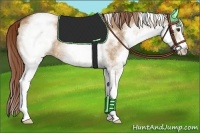 Horse Color:White Spotted Red Dun 