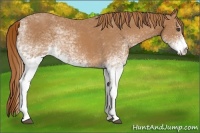 Horse Color:White Spotted Chestnut