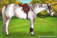 Horse Color:White Spotted Chestnut 