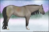 Horse Color:Smoky Grullo