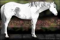 Horse Color:White Spotted Smoky Black Tobiano 
