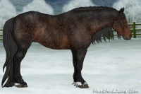 Horse Color:Liver Chestnut Ice Rabicano 