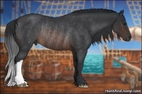 Horse Color:Brown Rabicano