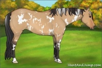 Horse Color:White Spotted Bay Roan Dun 