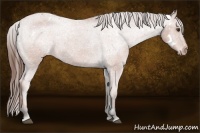 Horse Color:White Spotted Bay Sabino Appaloosa