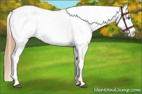 Horse Color:White Spotted Bay Dun Splash Appaloosa