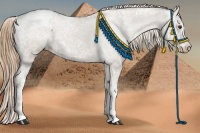 Horse Color:Liver Red Dun Ice Sabino Appaloosa Rabicano 