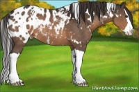 Horse Color:White Spotted Brown Splash Appaloosa Rabicano