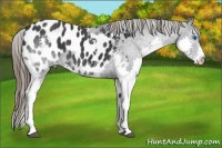 Horse Color:Black Splash Appaloosa 